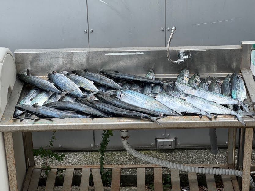 ☆海釣り部活動報告☆